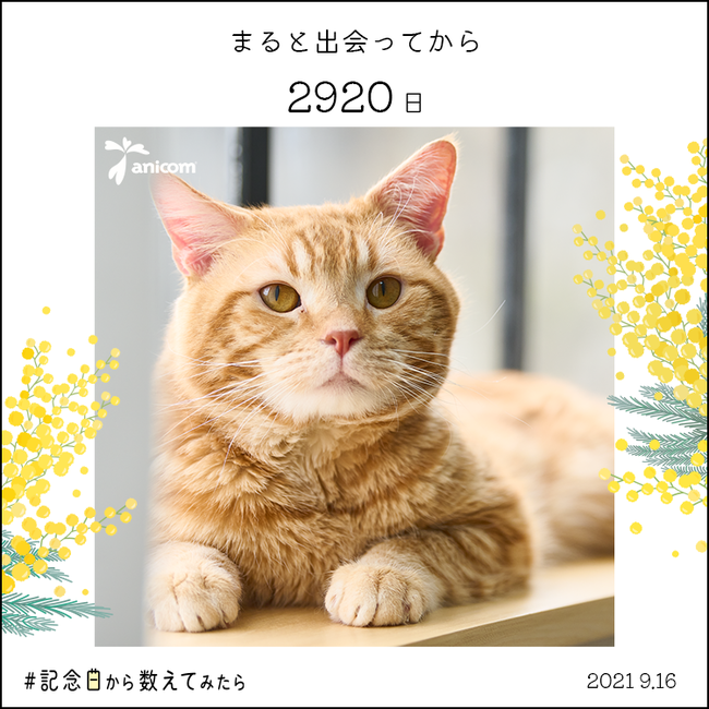 ペットとの日々を大切にするための新企画 #記念日から数えてみたらのサブ画像2_▲『記念日画像』のイメージ