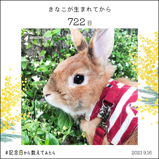 ペットとの日々を大切にするための新企画 #記念日から数えてみたらのサブ画像3_▲生まれてからのパターン