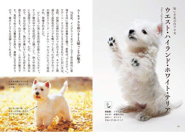 キュートな子犬にキュンキュンがとまらない！１０３種３１０匹の可愛すぎる犬を美麗な写真と共に紹介！のサブ画像2