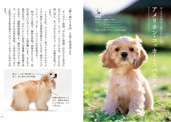 キュートな子犬にキュンキュンがとまらない！１０３種３１０匹の可愛すぎる犬を美麗な写真と共に紹介！のサブ画像3