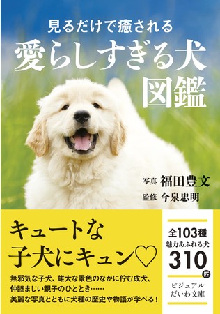 キュートな子犬にキュンキュンがとまらない！１０３種３１０匹の可愛すぎる犬を美麗な写真と共に紹介！のサブ画像4