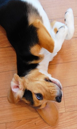 コロナ２年目 在宅時間増加で犬猫飼育数１１４％ＵＰペット臭の原因大半は「耳臭」のサブ画像2
