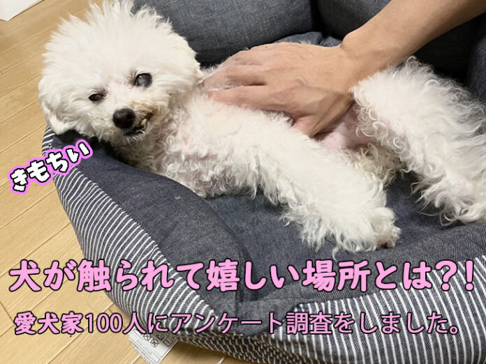 犬が触られて1番喜ぶ場所は◯◯でした・・・！愛犬家100人に愛犬が1番触られて喜ぶ場所をアンケート調査しました。のメイン画像
