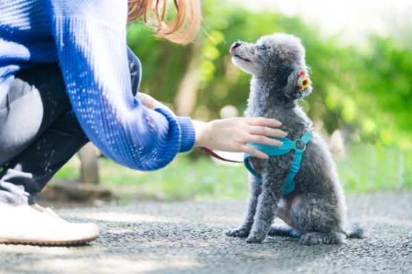 犬の飼い主のマナーが悪いと思った人は91.1%！「排泄物の処理」「ノーリード」に関する意見が多数。好感が持てる飼い主のエピソードも…！【338人アンケート】のサブ画像10