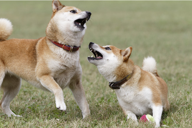犬の飼い主のマナーが悪いと思った人は91.1%！「排泄物の処理」「ノーリード」に関する意見が多数。好感が持てる飼い主のエピソードも…！【338人アンケート】のサブ画像12