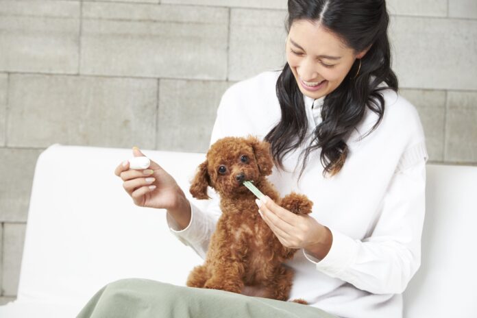 累計出荷本数32万本突破の犬用デンタルケア「Dr.WANDEL＋KANDELセット」のイメージキャラクターに森泉さんが就任！のメイン画像