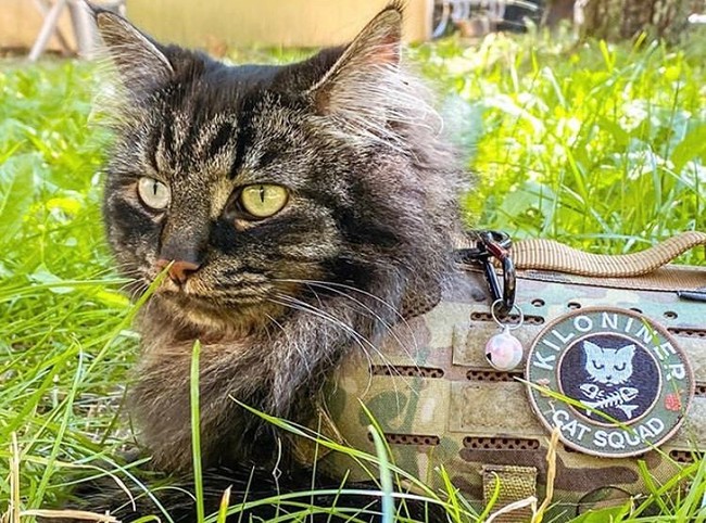 【期間限定20%off】あなたの愛犬・愛猫も特殊部隊メンバー！本格ミリタリーペットギアブランドKiloniner公式オンラインショップにてオータムウォークがスタートのサブ画像3