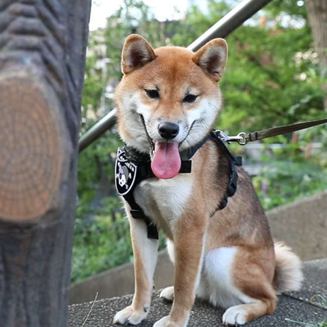 【期間限定20%off】あなたの愛犬・愛猫も特殊部隊メンバー！本格ミリタリーペットギアブランドKiloniner公式オンラインショップにてオータムウォークがスタートのサブ画像4