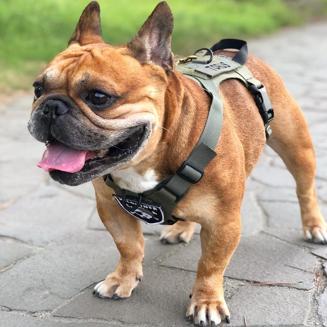 【期間限定20%off】あなたの愛犬・愛猫も特殊部隊メンバー！本格ミリタリーペットギアブランドKiloniner公式オンラインショップにてオータムウォークがスタートのサブ画像5