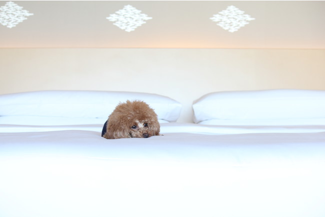 【ザ・キャピトルホテル 東急】“愛犬の健康ごはんセミナー”付き宿泊プランのサブ画像2