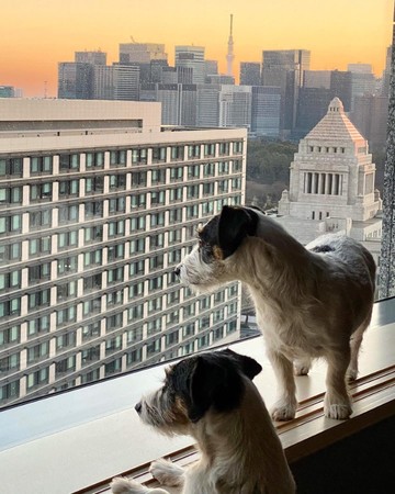 【ザ・キャピトルホテル 東急】“愛犬の健康ごはんセミナー”付き宿泊プランのサブ画像6