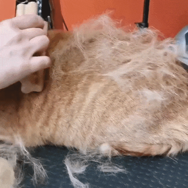 愛犬・愛猫のお手入れ新習慣。肌に優しく抜け毛ケアできる【グルーミングコームゾロ】MAKUAKE 先行販売のサブ画像3
