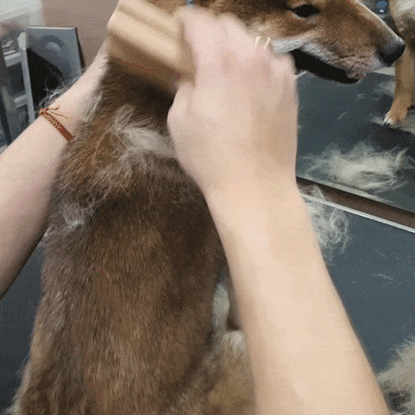 愛犬・愛猫のお手入れ新習慣。肌に優しく抜け毛ケアできる【グルーミングコームゾロ】MAKUAKE 先行販売のサブ画像4