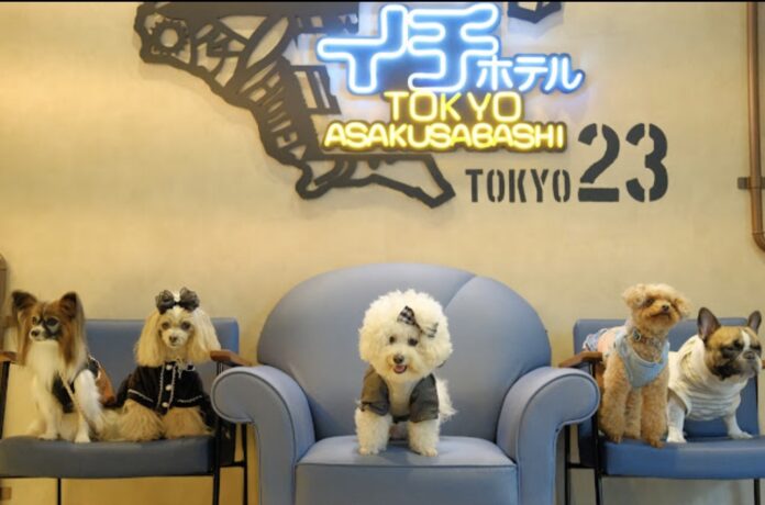 『浅草橋からホテル業界のドッグフレンドリー化を加速したい』イチホテル浅草橋がクラウドファウンディングPJ開始のメイン画像