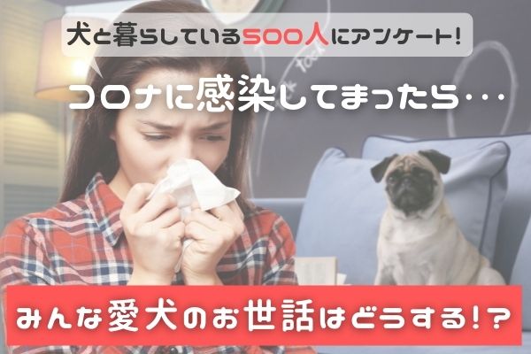 新型コロナに感染した飼い主さんの20.0％は自分で愛犬のお世話をした！困ったことは「動物病院の利用」という声も【犬の飼い主500人アンケート】のサブ画像1