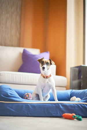 【マンダリン オリエンタル 東京】愛犬と宿泊可能なサービスを開始のサブ画像1