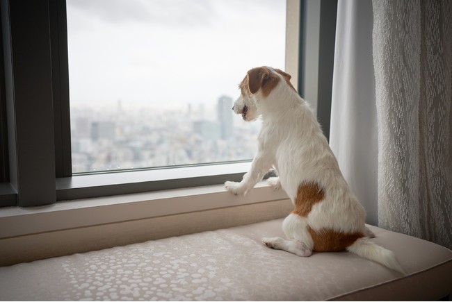 【マンダリン オリエンタル 東京】愛犬と宿泊可能なサービスを開始のサブ画像2