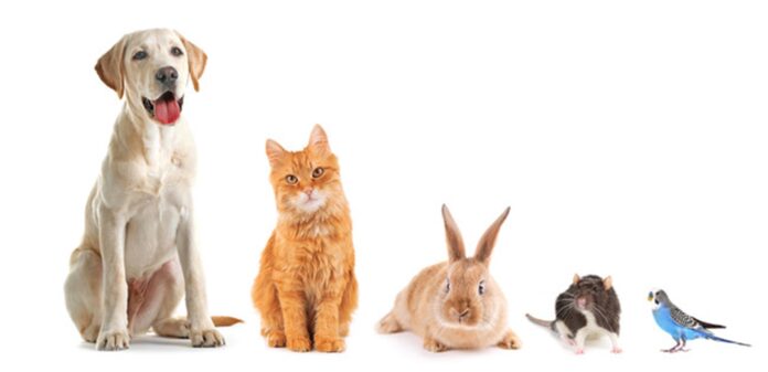 ラニマル“ペットが飼い主の不在中に安心できる”を解決するペットシッターサービスを日本全国に本格展開開始のメイン画像