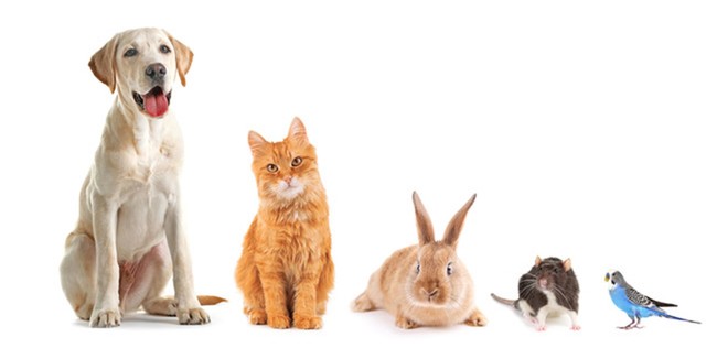 ラニマル“ペットが飼い主の不在中に安心できる”を解決するペットシッターサービスを日本全国に本格展開開始のサブ画像1