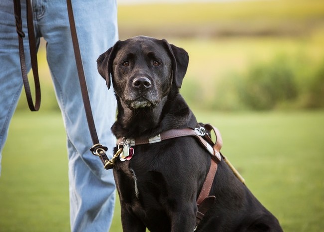 “働く犬たち”の貴重な姿を７年かけて撮影した写真集「Good Dogs of Service」のサブ画像4