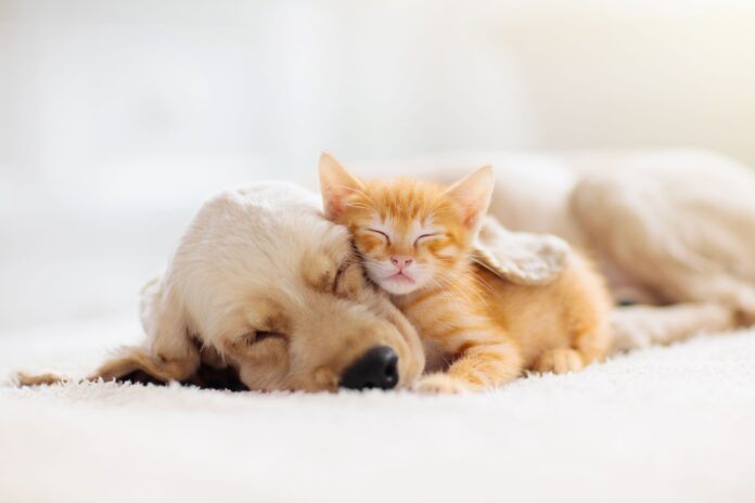 在宅時間の増加はペットにも影響が出ていた！半数近くの飼い主がペットに構いすぎてしまうと判明～ライフスタイルが変化する中、ペットとの生活で気を付けたいポイントを獣医師が解説～のメイン画像