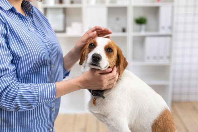 アイペット損保、動物臨床医学研究のための特定傷病データを提供のメイン画像