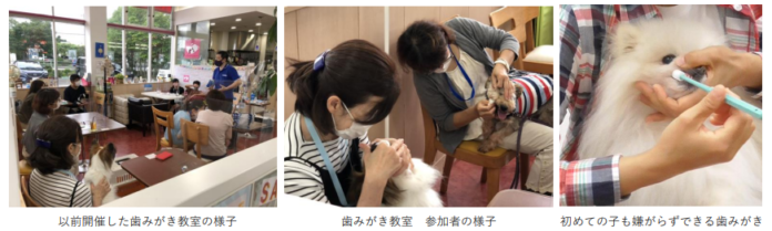１１ 月 ８日（月）「いい歯の日」３歳以上のペット約８割が歯周病予備軍『愛犬の健康寿命のための歯磨き教室』大田区ペット保護・譲渡施設で開講のメイン画像