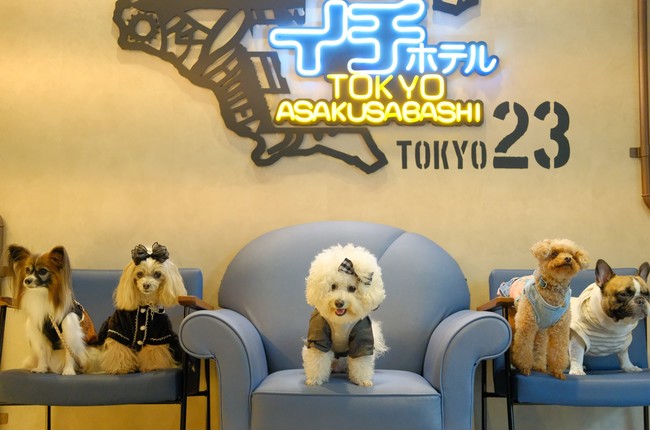 スターフライヤー【第二回】機内ペット同伴サービス(仮称)の検証フライト協力についてのサブ画像2