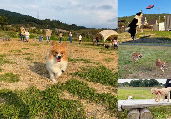 犬とキャンプと地域の魅力を掛け合わせたマルシェを初開催！犬と泊まれるキャンプ場「やまてらす-FUJIWARA OUTDOOR LIVING-」に隣接する遊休地を有効活用。のサブ画像1