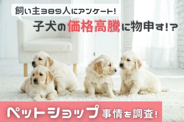 子犬の販売価格に疑問を持つ犬の飼い主さんは3割以上！ペットショップ事情を考える！売れ残った子犬がどうなるか知ってる？【飼い主389人アンケート】のサブ画像1
