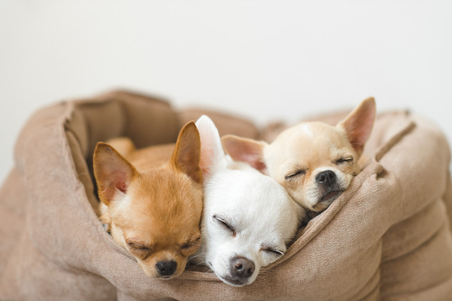 子犬の販売価格に疑問を持つ犬の飼い主さんは3割以上！ペットショップ事情を考える！売れ残った子犬がどうなるか知ってる？【飼い主389人アンケート】のサブ画像11