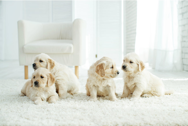 子犬の販売価格に疑問を持つ犬の飼い主さんは3割以上！ペットショップ事情を考える！売れ残った子犬がどうなるか知ってる？【飼い主389人アンケート】のサブ画像12