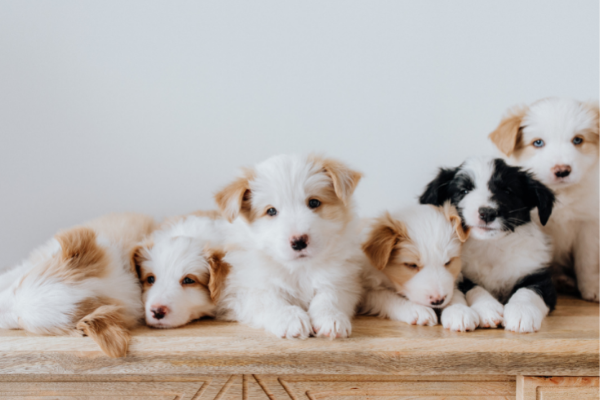 子犬の販売価格に疑問を持つ犬の飼い主さんは3割以上！ペットショップ事情を考える！売れ残った子犬がどうなるか知ってる？【飼い主389人アンケート】のサブ画像3