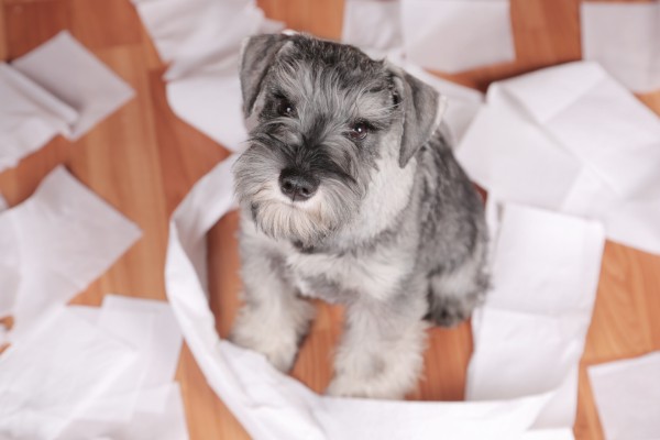 子犬の販売価格に疑問を持つ犬の飼い主さんは3割以上！ペットショップ事情を考える！売れ残った子犬がどうなるか知ってる？【飼い主389人アンケート】のサブ画像9