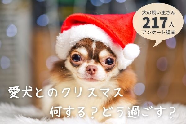愛犬とのクリスマスは「家でクリスマスをする」が145人と最多！愛犬用ケーキを用意する飼い主さんも！【飼い主217人アンケート】のサブ画像1