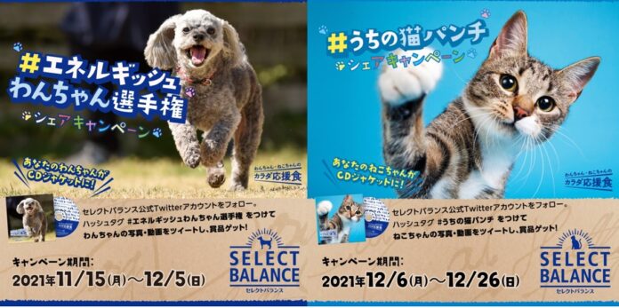11月15日(月)から元気でエネルギッシュな愛犬を12月6日(月)から猫パンチシーンの愛猫を撮影して応募するTwitterキャンペーン開催のメイン画像