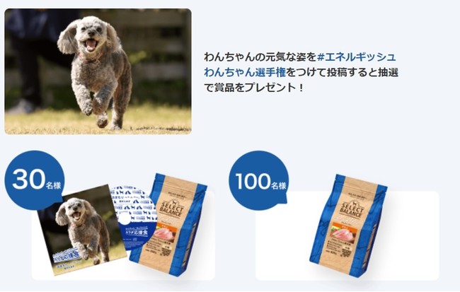 11月15日(月)から元気でエネルギッシュな愛犬を12月6日(月)から猫パンチシーンの愛猫を撮影して応募するTwitterキャンペーン開催のサブ画像2
