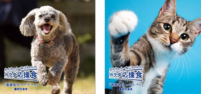 11月15日(月)から元気でエネルギッシュな愛犬を12月6日(月)から猫パンチシーンの愛猫を撮影して応募するTwitterキャンペーン開催のサブ画像4