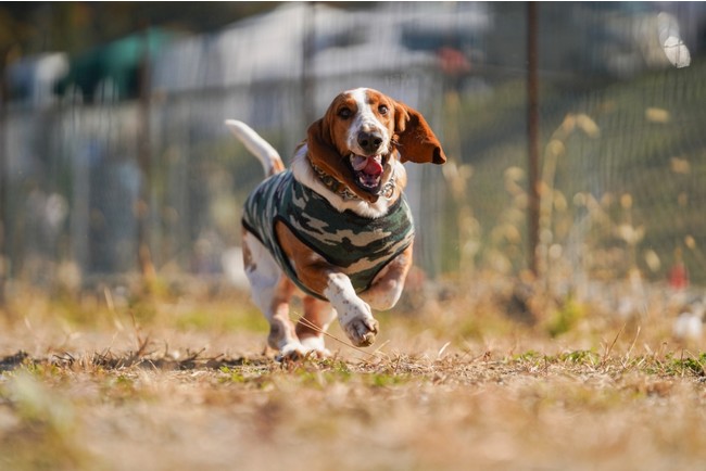 【イベントレポート】犬とキャンプを融合したイベントに1日で約2,000人が来場。キャンプ場近くの遊休地を有効活用して地域活性化に一役買うアウトドアマルシェが大盛況！のサブ画像10