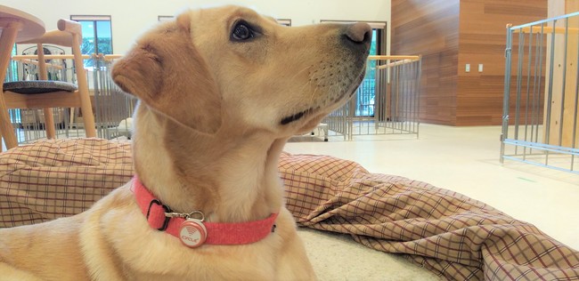 IoT x AI x 動物医療で、盲導犬の先進的な健康管理を目指した取り組みを開始！のサブ画像1