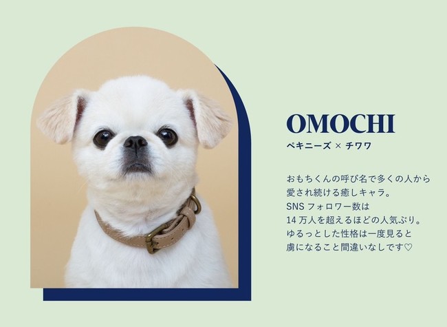 累計フォロワー数18万人を超える『インスタの愛され犬』、CITYDOGと初となるコラボアイテムを発表のサブ画像2_@omochi_kun