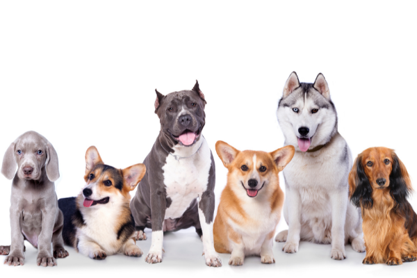 目覚めたとき犬になってたらどうする？なりたい犬種ランキング1位は「柴犬」！飼い主になってほしい人は「相葉雅紀さん」の声が多数！【177人アンケート】のサブ画像3