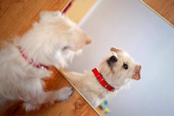 目覚めたとき犬になってたらどうする？なりたい犬種ランキング1位は「柴犬」！飼い主になってほしい人は「相葉雅紀さん」の声が多数！【177人アンケート】のサブ画像6
