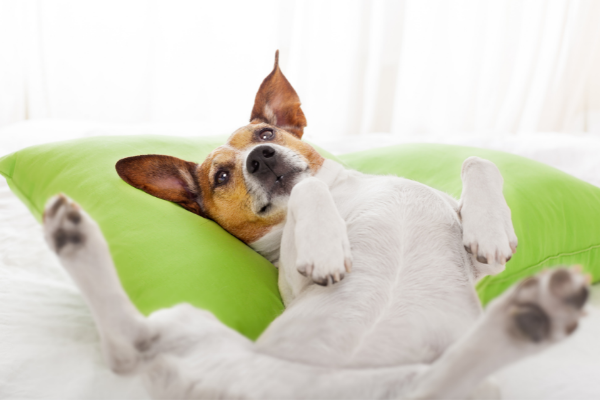 目覚めたとき犬になってたらどうする？なりたい犬種ランキング1位は「柴犬」！飼い主になってほしい人は「相葉雅紀さん」の声が多数！【177人アンケート】のサブ画像7