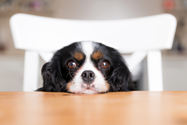 目覚めたとき犬になってたらどうする？なりたい犬種ランキング1位は「柴犬」！飼い主になってほしい人は「相葉雅紀さん」の声が多数！【177人アンケート】のサブ画像8