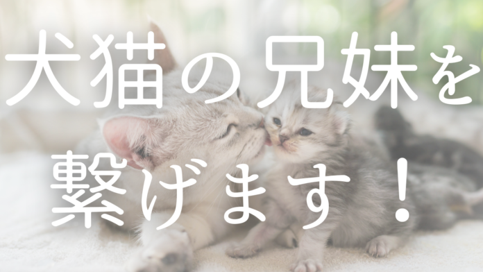 【業界初】犬猫の兄妹家族を繋ぐ ＃ハッシュタグの文言を12/1からプレゼント開始のメイン画像