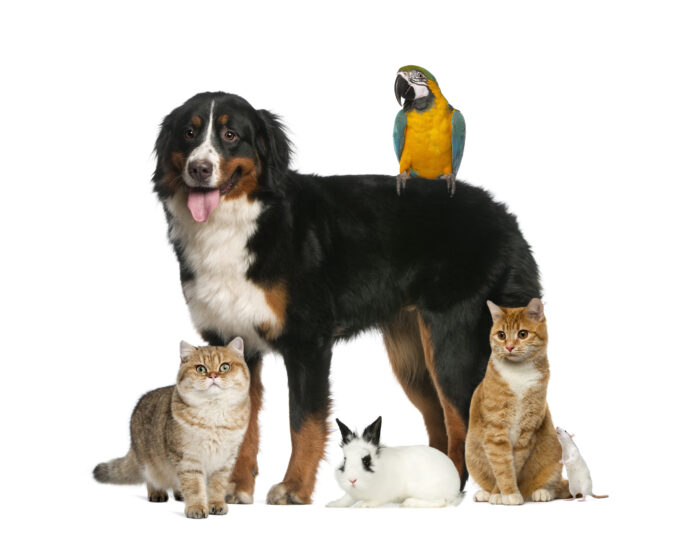 人気飼育犬種・猫種ランキング2021を発表！犬・猫ともミックスが、連覇達成！のメイン画像
