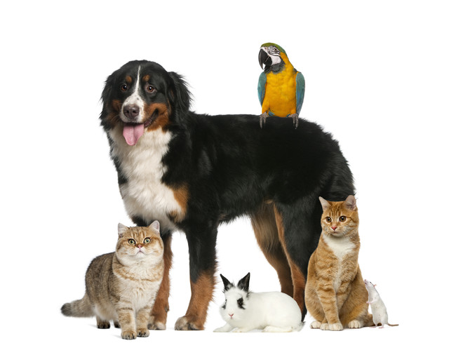 人気飼育犬種・猫種ランキング2021を発表！犬・猫ともミックスが、連覇達成！のサブ画像1