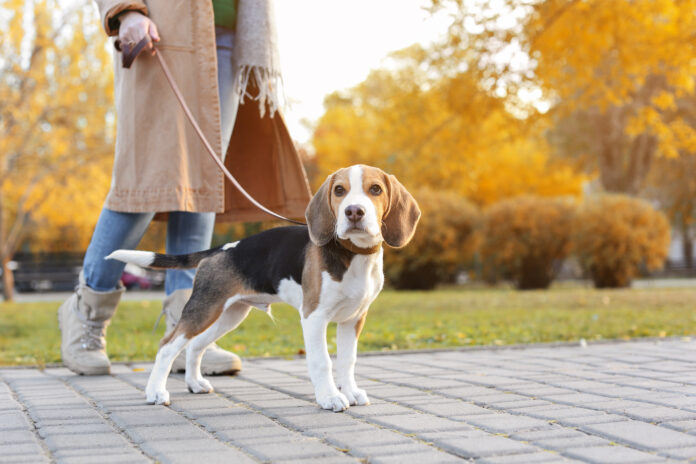 大切な愛犬と一緒にホテルステイを満喫「INDIGOドッグフレンドリールーム」誕生のメイン画像