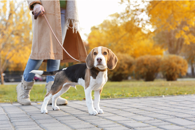大切な愛犬と一緒にホテルステイを満喫「INDIGOドッグフレンドリールーム」誕生のサブ画像1_画像は、Shutterstockcomのライセンスに基づいて使用しています。